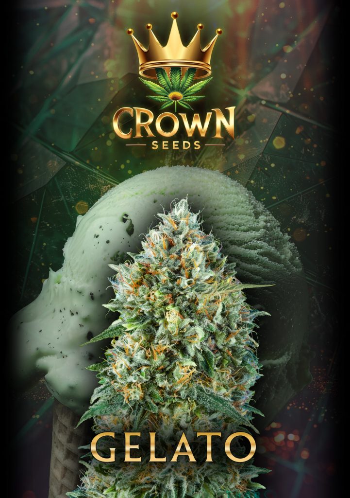 Crownseeds Gelato (3x)