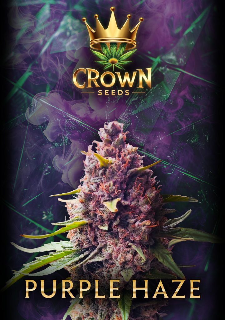 Crownseeds Purple Haze (3x)