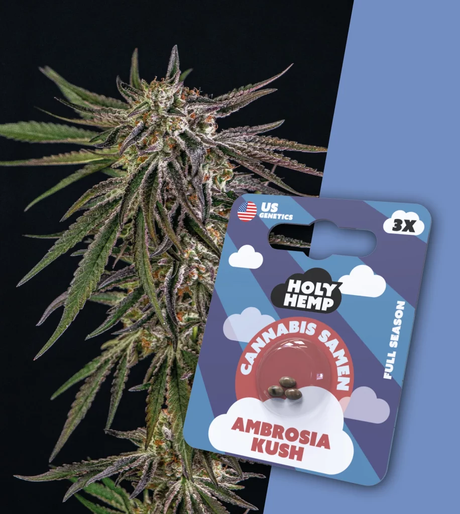 Ambrosia Kush (3x)