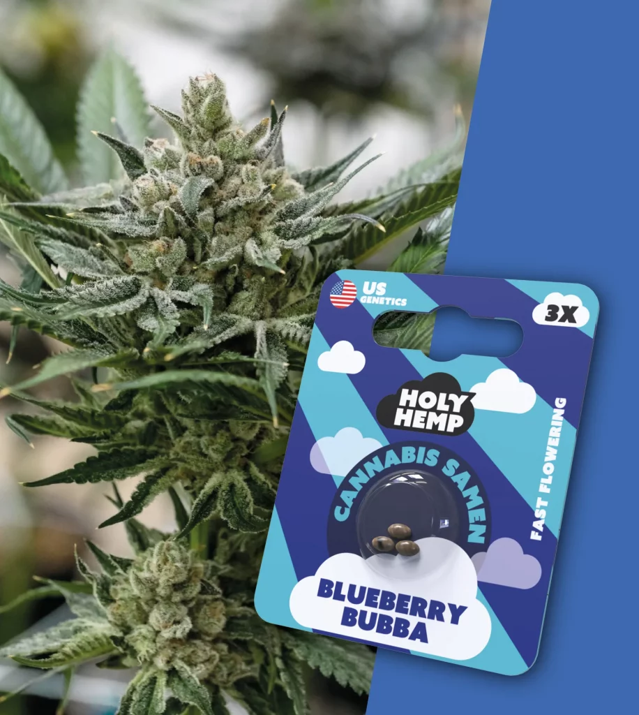 Blueberry Bubba - Cali (3x)