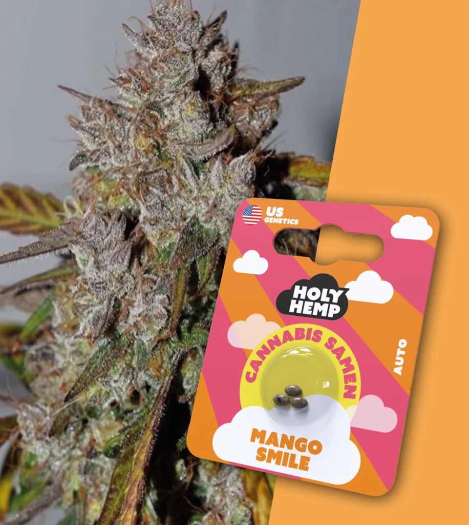 Mango Smile Cali feminisiert (3x)