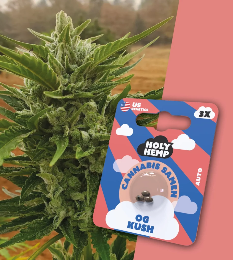 OG Kush Cali Samen (3x)